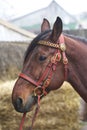 Harnessed horse. horse harness. leather and metal products, handmade.