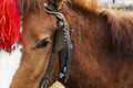 Harnessed horse with a red head decoration Royalty Free Stock Photo