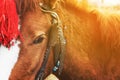 Harnessed horse with a red head decoration Royalty Free Stock Photo