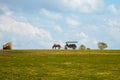 Harnessed horse rides people in a pleasure cart on horizon