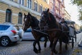 Harnessed horses in a carriage jump through the city of Lviv