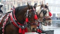 Harnessed horses during Christmas fair