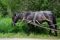 Harnessed old black grazing horse