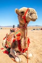 Harnessed riding camel resting in the desrt, Al Ula Royalty Free Stock Photo