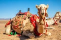 Harnessed riding camel resting in the desrt, Al Ula Royalty Free Stock Photo