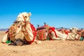 Harnessed riding camel resting in the desrt, Al Ula, Saudi Arabia Royalty Free Stock Photo