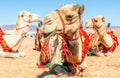 Harnessed riding camels resting in the desrt, Al Ula Royalty Free Stock Photo