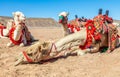 Harnessed riding camels resting in the desrt, Al Ula Royalty Free Stock Photo