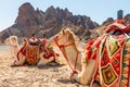 Harnessed riding camels resting in the desrt, Al Ula, Saudi Arabia Royalty Free Stock Photo