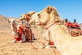 Harnessed riding camels resting in the desrt, Al Ula, Saudi Arabia Royalty Free Stock Photo