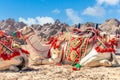 Harnessed riding camels resting in the desrt, Al Ula Royalty Free Stock Photo
