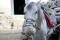 Harnessed riding horse in a leather protective muzzle from mosquito bites. Upper Mustang. Nepal