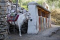 Harnessed riding horse stands near the sacred ritual drums, near the stones. Upper Mustang. Nepal