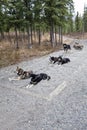 Harnessed sled dogs