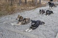 Harnessed sled dogs Royalty Free Stock Photo