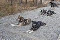 Harnessed sled dogs