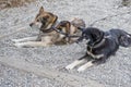 Harnessed sled dogs Royalty Free Stock Photo