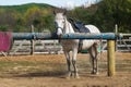 A harnessed white horse stands tied to a log, along with other horses. Royalty Free Stock Photo