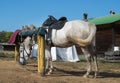 A harnessed white horse stands tied to a log, along with other horses. Royalty Free Stock Photo