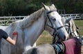 A harnessed white horse stands tied to a log, along with other horses. Royalty Free Stock Photo