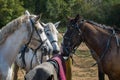 A harnessed white horse stands tied to a log, along with other horses. Royalty Free Stock Photo