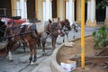 Harnessing horses near Sevilla Park. On the corner of Trocadero and Agramonte Royalty Free Stock Photo