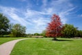 Harnham Water Meadow, Salisbury, England Royalty Free Stock Photo