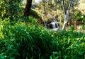 Harod Stream in  Beit She`an Valley. Waterfall and old aqueduct in the eucalyptus grove Royalty Free Stock Photo