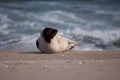 Harp seal Royalty Free Stock Photo