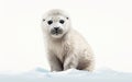 Harp Seal against White Background -Generative Ai