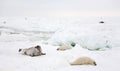 Harp seal cow and newborn pup on ice