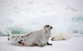 Harp seal cow and newborn pup on ice Royalty Free Stock Photo