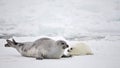 Harp seal cow and newborn pup on ice Royalty Free Stock Photo
