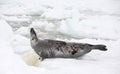 Harp seal cow and newborn pup on ice Royalty Free Stock Photo