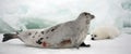 Harp seal cow and newborn pup on ice Royalty Free Stock Photo