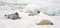 Harp seal cow and newborn pups on ice Royalty Free Stock Photo