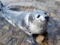 Harp seal (Pagophilus groenlandicus)