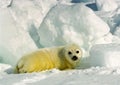 Harp Seal Pup Royalty Free Stock Photo
