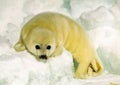 Harp Seal Pup Royalty Free Stock Photo