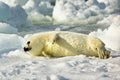 Harp Seal Pup Royalty Free Stock Photo