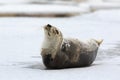 Harp seal Royalty Free Stock Photo