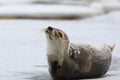 Harp seal Royalty Free Stock Photo