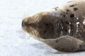 Harp seal Royalty Free Stock Photo