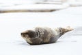 Harp seal Royalty Free Stock Photo