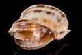 Harpa articularis Seashell on a black background Royalty Free Stock Photo