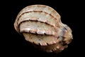 Harpa articularis Seashell on a black background Royalty Free Stock Photo