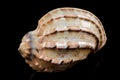 Harpa articularis Seashell on a black background Royalty Free Stock Photo