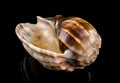 Harpa articularis Seashell on a black background Royalty Free Stock Photo