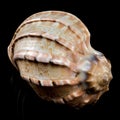 Harpa articularis Seashell on a black background Royalty Free Stock Photo