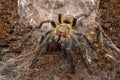 Harpactira marksi female tarantula